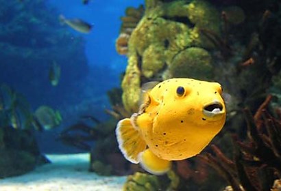 Fototapeta Golden Fish 4352